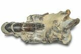 Fossil Mud Lobster (Thalassina) - Gunn Poin, Australia #307723-1